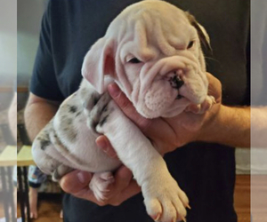 English Bulldog Dogs for adoption in FORT LAUDERDALE, FL, USA