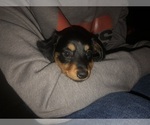 Small Photo #6 Dachshund Puppy For Sale in GARRETT, PA, USA