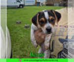 Small #2 Mutt