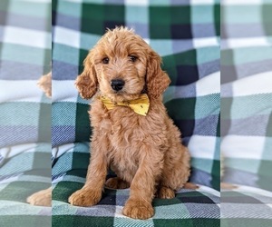 Goldendoodle Puppy for sale in CHRISTIANA, PA, USA