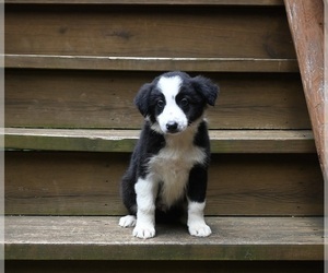 Border Collie Puppy for sale in WARSAW, OH, USA