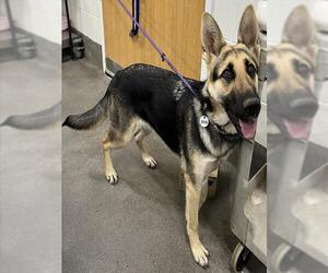 German Shepherd Dog Dogs for adoption in Forestville, MD, USA