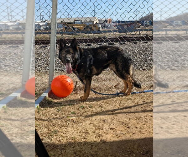 Medium Photo #5 German Shepherd Dog Puppy For Sale in Evansville, IN, USA