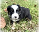 Small #2 Miniature Australian Shepherd
