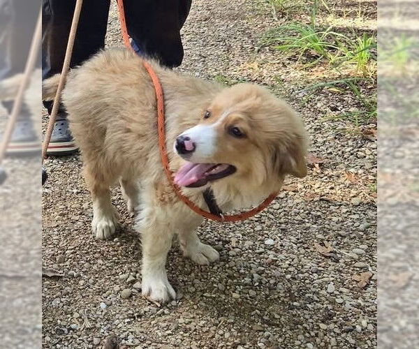 Medium Photo #5 Great Pyrenees Puppy For Sale in Spring, TX, USA