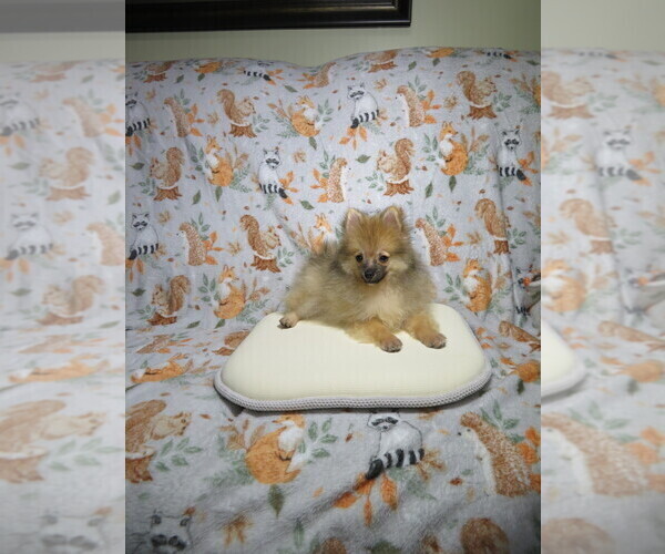 Medium Photo #2 Pomeranian Puppy For Sale in COOKEVILLE, TN, USA
