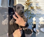 Small Photo #1 Great Dane Puppy For Sale in AMELIA, VA, USA