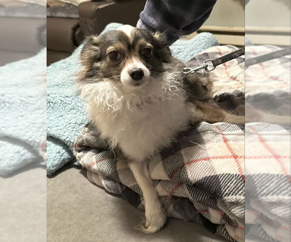 Medium Photo #2 Chihuahua-Unknown Mix Puppy For Sale in Olalla, WA, USA