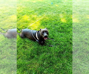 American Pit Bull Terrier-Unknown Mix Dogs for adoption in Middlesex, NC, USA