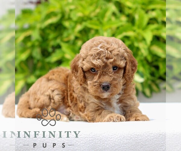 Medium Photo #3 Cavapoo Puppy For Sale in NARVON, PA, USA