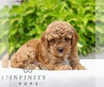 Small #2 Cavapoo