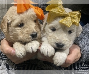 Goldendoodle Puppy for sale in N HIGHLANDS, CA, USA