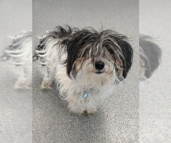 Medium Photo #1 Poodle (Miniature)-Unknown Mix Puppy For Sale in Waterford, VA, USA