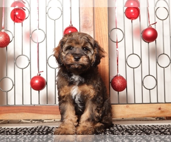 Medium Photo #4 Cavapoo (Standard) Puppy For Sale in NAPLES, FL, USA