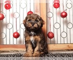Small #3 Cavapoo (Standard)