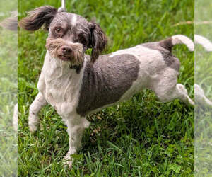 Father of the Havanese puppies born on 04/09/2026