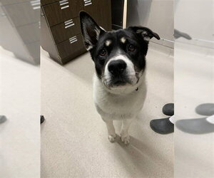 Anatolian Shepherd-Unknown Mix Dogs for adoption in Fairbanks, AK, USA