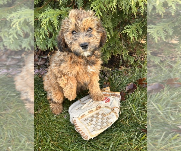 Medium Photo #3 Mini Whoodle (Wheaten Terrier/Miniature Poodle) Puppy For Sale in MIDDLEBURY, IN, USA