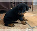 Small Photo #6 Rottweiler Puppy For Sale in AVONDALE, AZ, USA