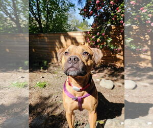 Josie - Female Labrador Retriever-Staffordshire Bull Terrier Mix Dog for Adoption - Photo #2