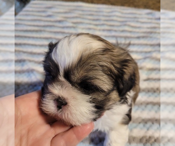 Medium Photo #12 Shih-Poo Puppy For Sale in HOBART, IN, USA
