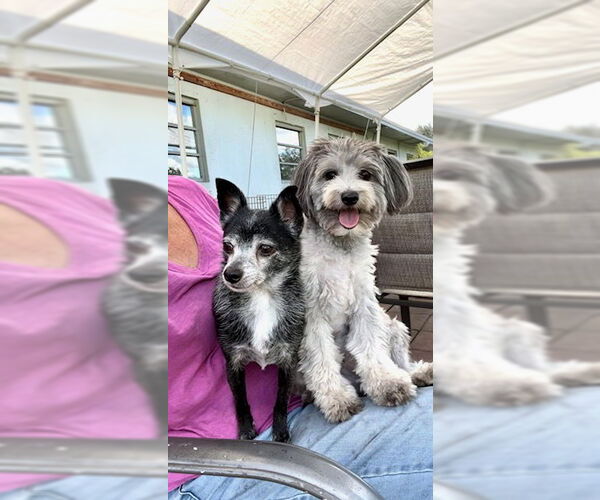 Medium Photo #1 Maltese Puppy For Sale in Weston, FL, USA