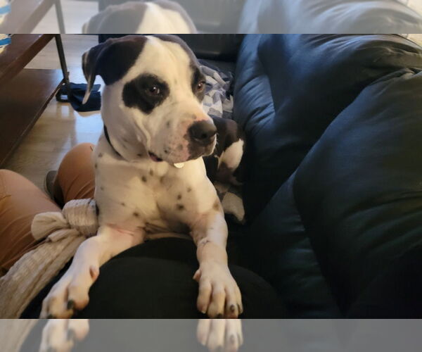 Medium Photo #12 Bullypit Puppy For Sale in Salt Lake City, UT, USA