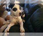 Small #11 Bullypit