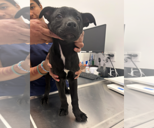 Medium Photo #2 German Shepherd Dog-Unknown Mix Puppy For Sale in Holly Springs, NC, USA