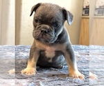 Small #23 English Bulldog
