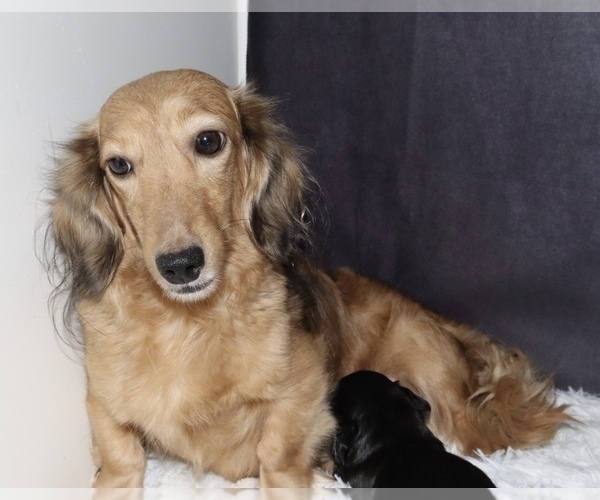 Medium Photo #1 Dachshund Puppy For Sale in INDEPENDENCE, IA, USA