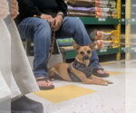 Small Photo #2 Mutt Puppy For Sale in Morganville, NJ, USA