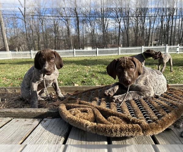 Medium Photo #6 German Shorthaired Pointer Puppy For Sale in STRAWBERRY POINT, IA, USA
