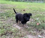 Small Photo #2 German Shepherd Dog Puppy For Sale in WEST POINT, VA, USA