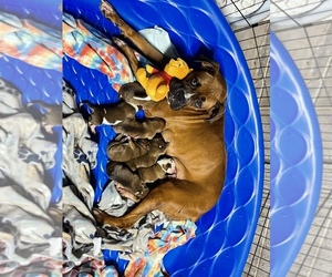 Mother of the Boxer puppies born on 08/07/2022
