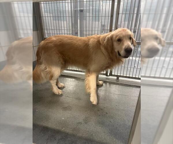Medium Photo #1 Golden Retriever-Unknown Mix Puppy For Sale in San Antonio, TX, USA
