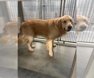 Golden Retriever-Unknown Mix Dogs for adoption in San Antonio, TX, USA