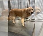 BUTTERS - Male Golden Retriever-Unknown Mix Dog for Adoption - Small photo