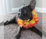 Small #3 French Bulldog