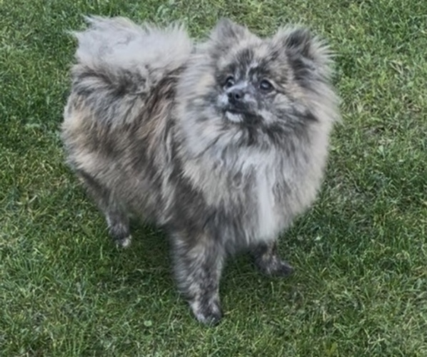 Medium Photo #1 Pomeranian Puppy For Sale in BAKERSFIELD, CA, USA