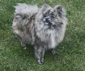 Mother of the Pomeranian puppies born on 04/28/2026
