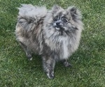 Small Photo #1 Pomeranian Puppy For Sale in BAKERSFIELD, CA, USA