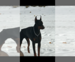 Small Photo #2 Doberman Pinscher Puppy For Sale in HORTONVILLE, WI, USA