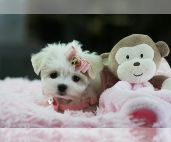 Medium Photo #4 Maltese Puppy For Sale in HOUSTON, TX, USA