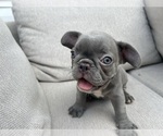 Small #3 French Bulldog
