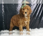 Puppy Ollie Multigen Goldendoodle (Miniature)