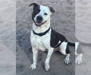 American Staffordshire Terrier Dogs for adoption in Fort Lauderdale, FL, USA