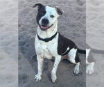 Small American Staffordshire Terrier