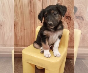 English Shepherd Puppy for sale in FREDERICKSBRG, PA, USA