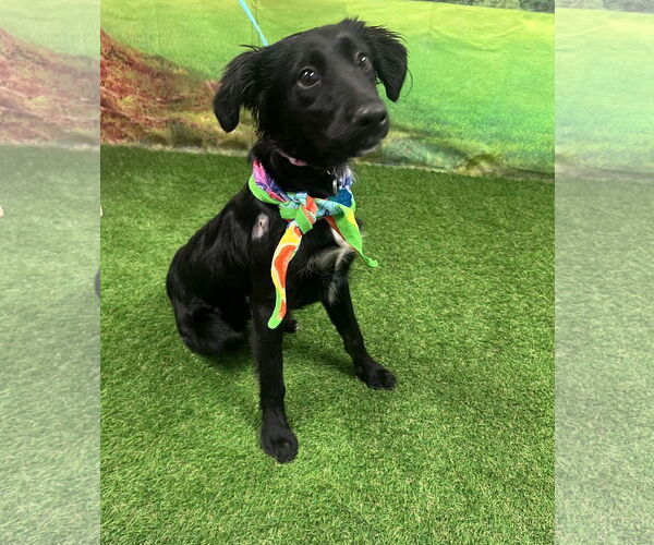 Medium Photo #2 Mutt Puppy For Sale in Euless, TX, USA